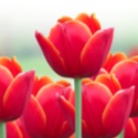 Save the Date for the 2015 Spring Party
